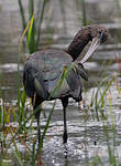 Ibis falcinelle