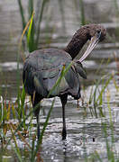 Glossy Ibis