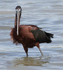 Ibis falcinelle