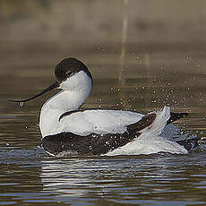 Avocette élégante