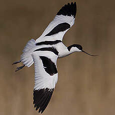 Avocette élégante