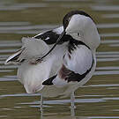 Avocette élégante