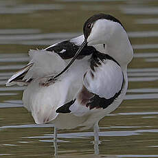 Avocette élégante