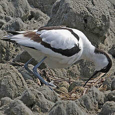 Avocette élégante