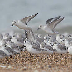 Bécasseau sanderling