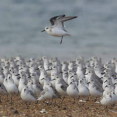 Bécasseau sanderling