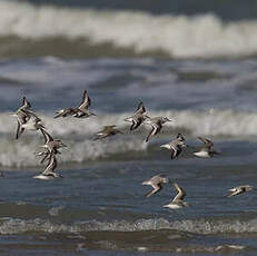 Bécasseau sanderling