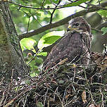 Buse variable