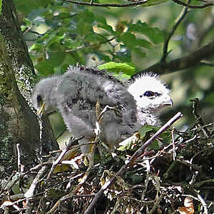 Buse variable