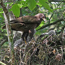 Buse variable