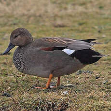 Canard chipeau