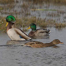 Canard colvert