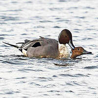 Canard pilet