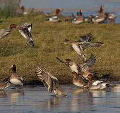 Canard siffleur