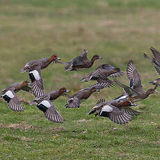 Canard siffleur