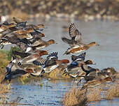 Canard siffleur