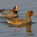 Canard siffleur