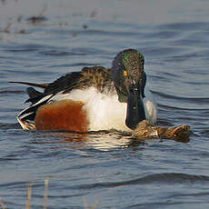 Canard souchet