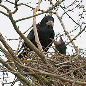 Corbeau freux