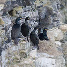 Cormoran huppé