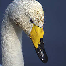 Cygne chanteur