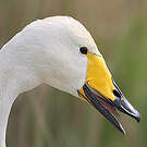 Cygne chanteur