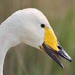 Cygne chanteur