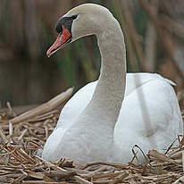 Cygne tuberculé