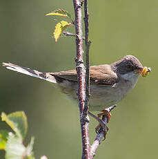 Fauvette grisette