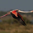 Flamant rose