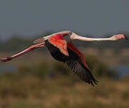 Flamant rose