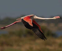 Flamant rose