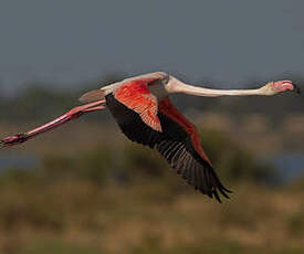 Flamant rose