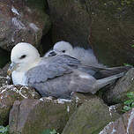 Fulmar boréal