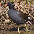 Gallinule poule-d'eau