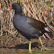 Gallinule poule-d'eau