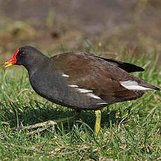 Gallinule poule-d'eau