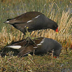 Gallinule poule-d'eau