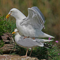 Goéland argenté