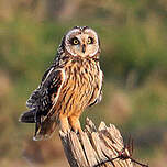 Hibou des marais