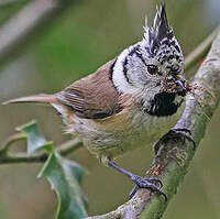 Mésange huppée