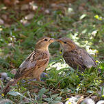 Moineau cisalpin