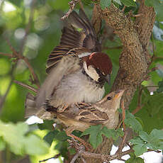 Moineau cisalpin