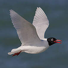 Mouette mélanocéphale