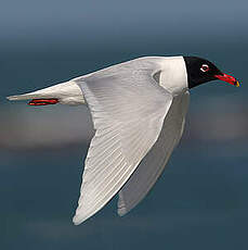 Mouette mélanocéphale