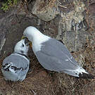 Mouette tridactyle