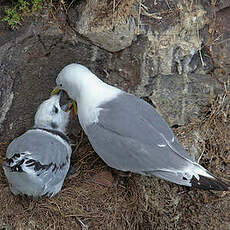 Mouette tridactyle