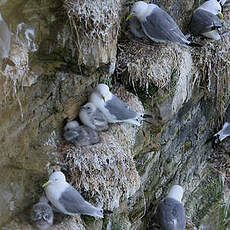 Mouette tridactyle