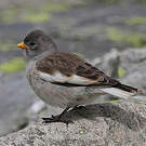 Niverolle alpine