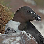 Pingouin torda